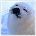 Arctic Circle (cruising)
